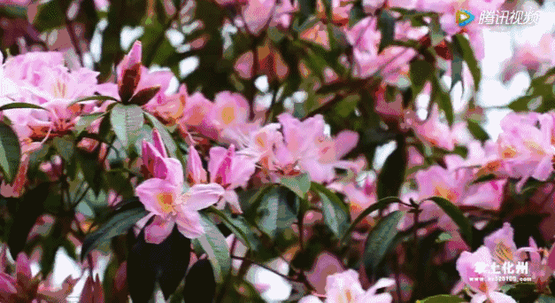 这里被称为广东香格里拉,春天一到,鲜花开成海