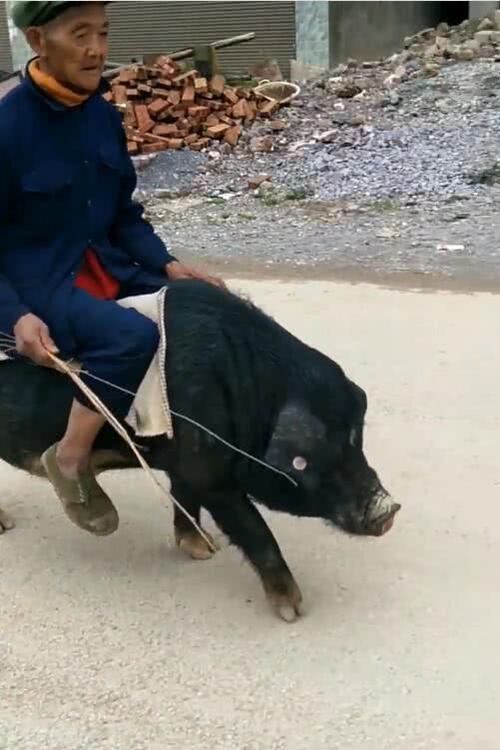 抖音农村大爷火了,骑猪淡定赶路,网友:是不是还缺个唱