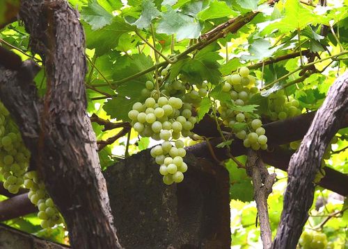 看这枝干就知道葡萄树有多大了