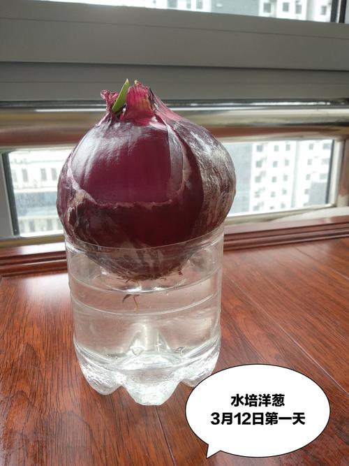 水培洋葱