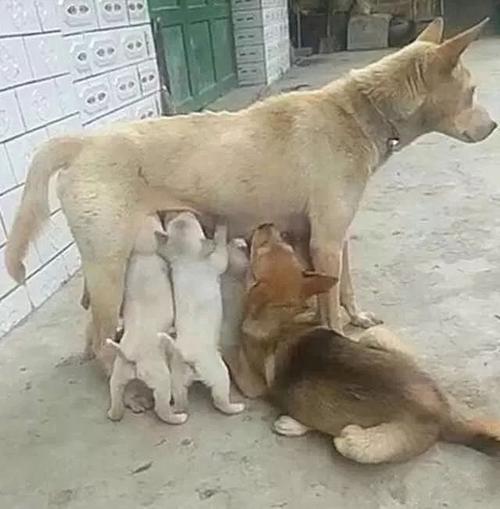 这个吃奶的"宝宝"长的似乎有点大啊