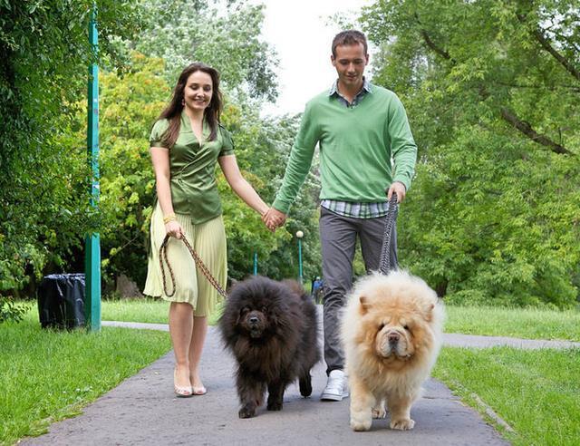 带松狮犬回家的5个理由!-馋不腻狗粮百科