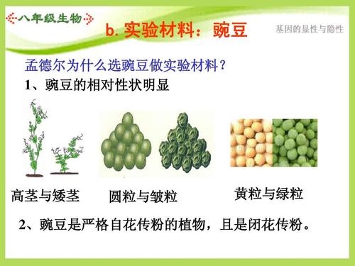 1,豌豆的相对性状明显 高茎与矮茎 圆粒与皱粒 黄粒与绿粒 2,豌豆是