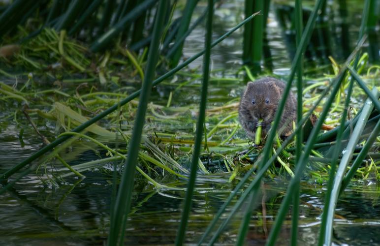 water vole