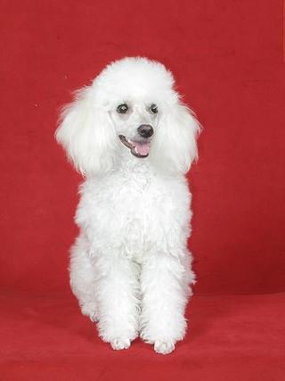 贵夫人狗图片 贵夫人狗长什么样子