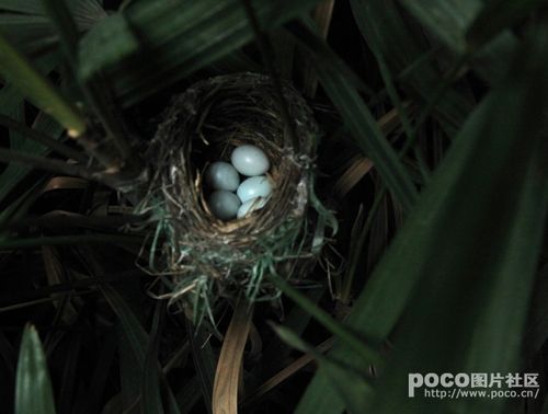从发现小鸟做窝,下蛋,孵蛋,到慢慢长大,经历了1个多月的时间