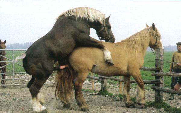 动物交配 和谐陶醉