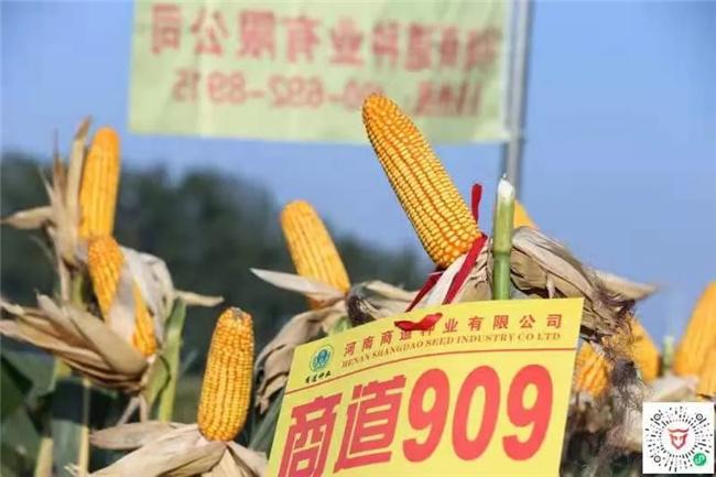 销售及农作物新品种的试验,示范和推广工作,是一家育繁推一体化的种子