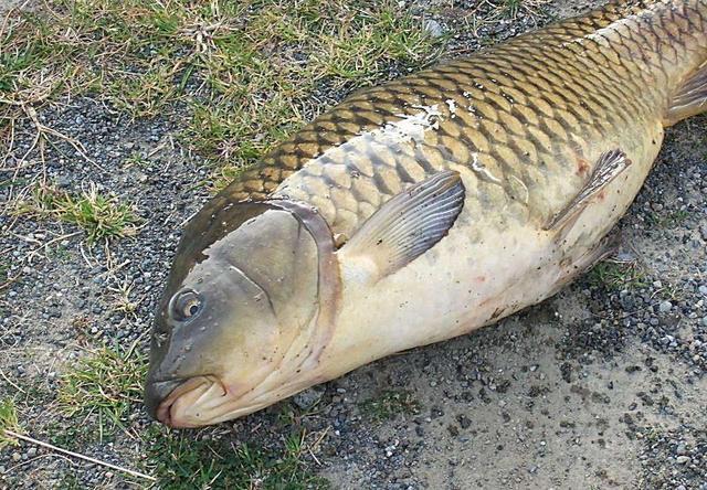 梦到别人钓了很多鱼给我看梦见别人钓鱼了很多大鱼预示什么