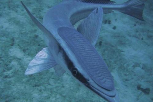 不懂物理的吸盘鱼,吸力有多强?渔夫常用它来钓金枪鱼