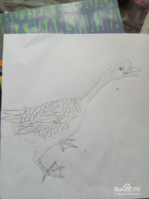 彩铅白鹅的画法