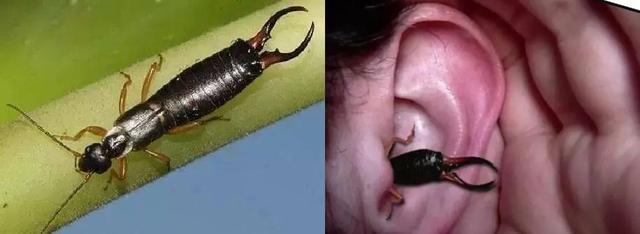 20种最令人恐惧和恶心的昆虫|蟋蟀|蜈蚣|毒液|蜘蛛