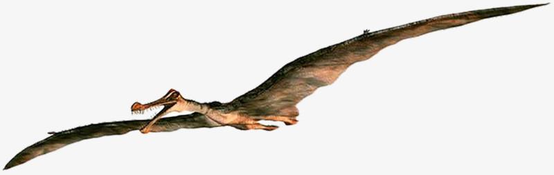 翼龙