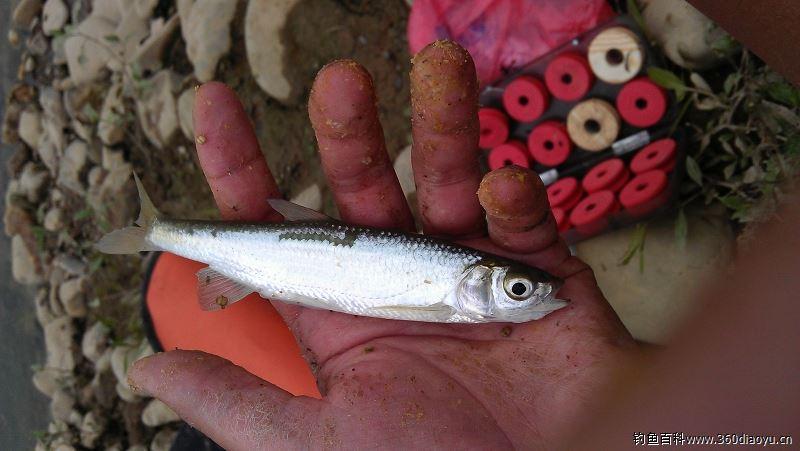 浪里白条,过江之鲫,钓到斜阳满江晖