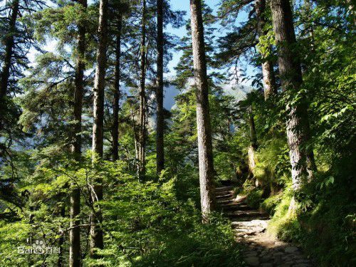 分布于俄罗斯,加拿大,亚马逊的森林是  世界上面积最大的几片原始森林
