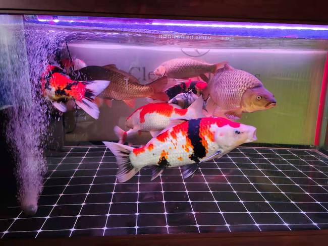 普通锦鲤容易饲养,还是蝴蝶鲤容易饲养,它们之间可不可以混养?