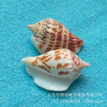 天然小凤凰螺 海螺贝壳 鱼缸造景装饰 贝壳工艺品 白口螺