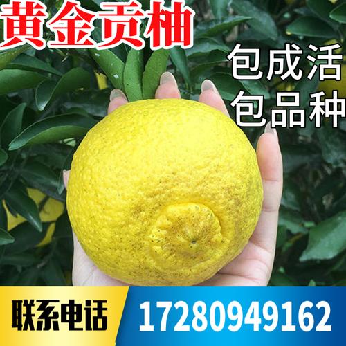 黄金贡柚苗南北方庭院地栽特大柚子树苗盆栽嫁接春香柚苗当年结果