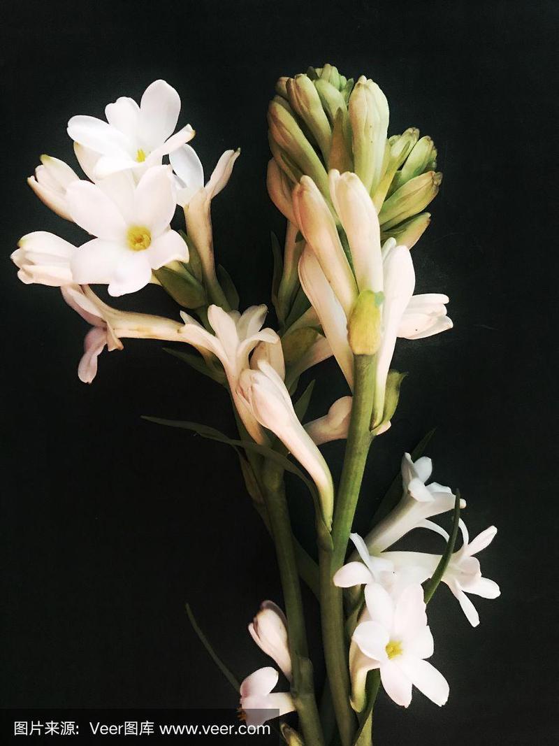 晚香玉,花束,白色,芳香的,清新