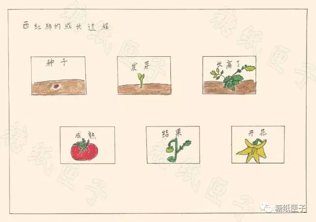 用这样一张图来表达番茄成长的整个过程,是不是既简单又明了呢?