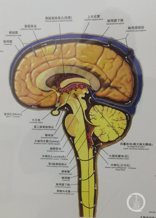 技术流丨女子车祸被削掉半边头神奇存活人脑哪些部位没了还能活