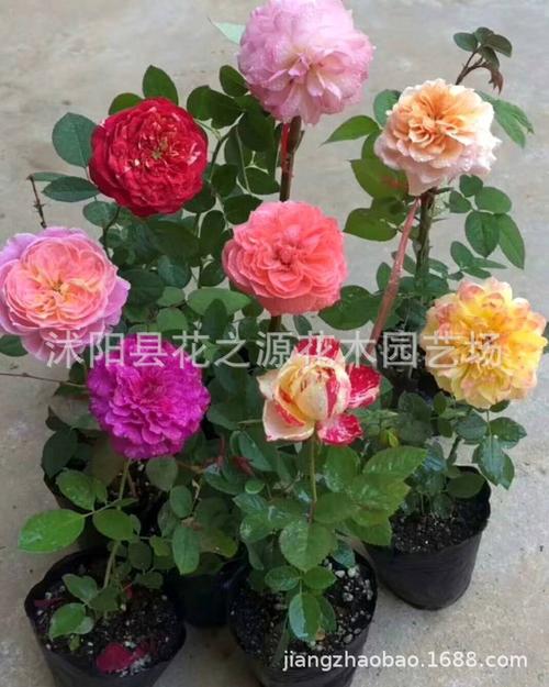 欧洲微型月季 钻石玫瑰月季多种规格四季开花花卉欧月树桩