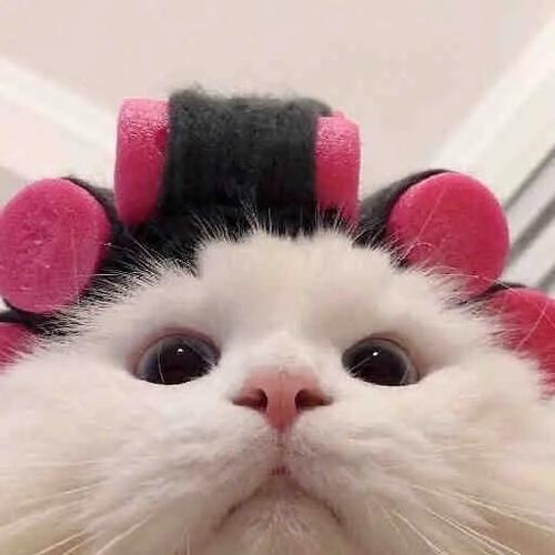 可爱猫猫