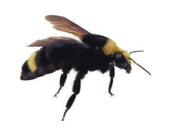 新疆黑蜂的形态特征