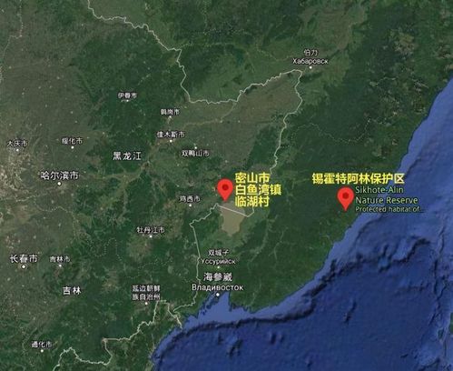 这次东北虎的出现,你还相信武松打虎是真的吗?