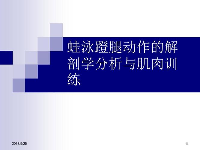 蛙泳蹬腿动作的解剖学分析与肌肉训练ppt
