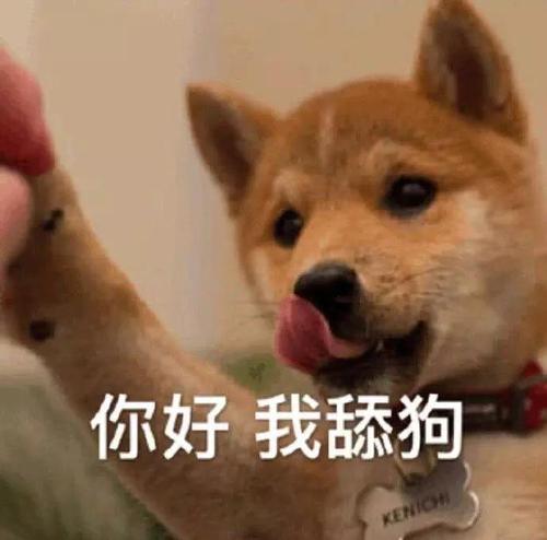 表情包你好我舔狗