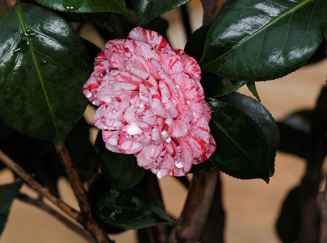 茶花一树早桃红(第三辑)