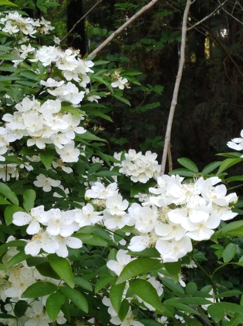 清明时节白花洁,七里花开飘香魂.