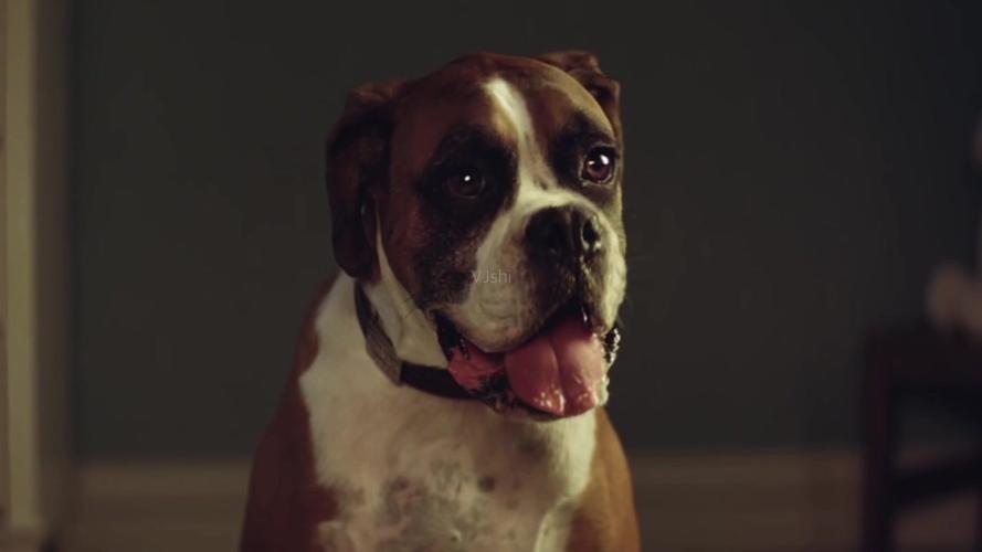 小狗恶犬拳师犬吐舌头点头视频_1920x1080_高清视频