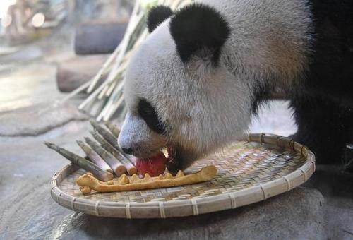 为园内大熊猫"贡贡","舜舜"制作了"粽子"和龙舟造型食物,让大熊猫们享