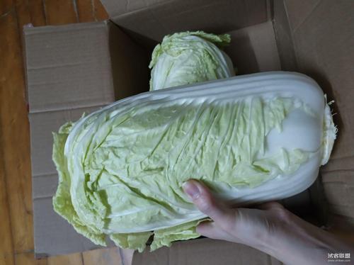 试用报告中心 试用报告详情页试用过程与体验 很大的两棵白菜,叶子嫩
