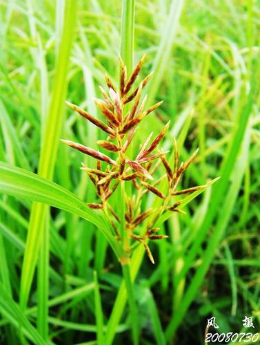 莎草根