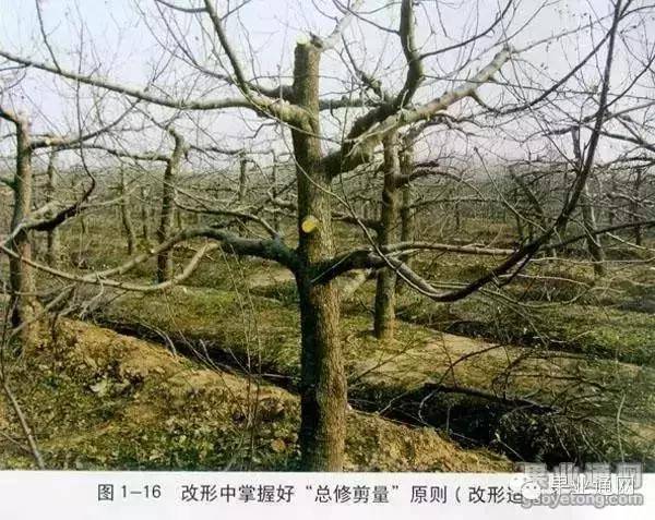 修剪|苹果树"傻瓜"修剪法:小冠开心形