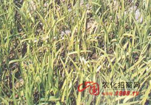 水稻缺氮症状表现