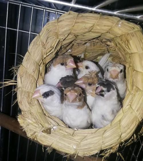 保姆鸟如何使用?使用十姐妹代孵的繁殖技巧