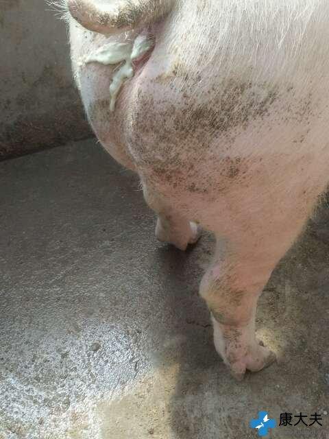 以前挺正常的到今天配种14天了中午喂猪突发现水门处流出白色的糊状的