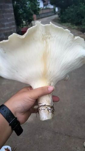 超大野生菌,水桶大,汨罗人,你肯定没见过!