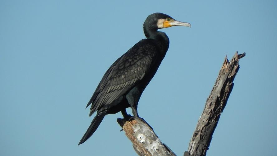 > 捕鱼能手鸬鹚图片(6/12)
