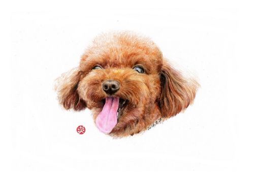 彩铅 手绘 原创 泰迪 狗狗 小清新 绘画 插画 插画师 写实 动物 菜菜