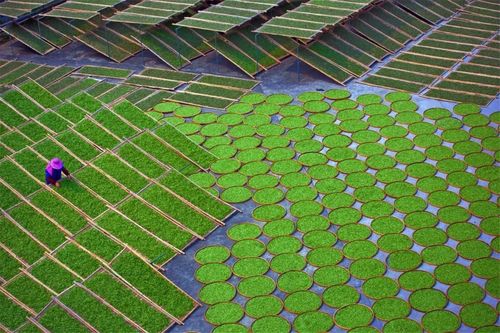 《晒茶-bask tea》《赶海-beach comb》《龙舞沸腾夜-boiling night