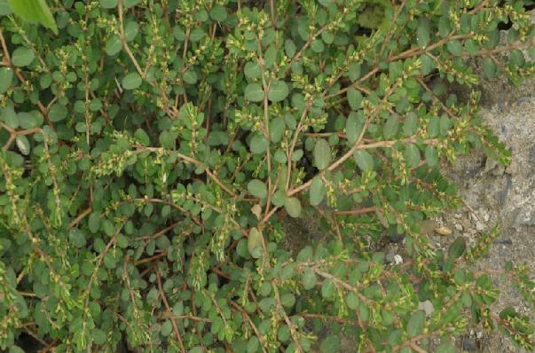 具有清热,解毒,利湿,止痒之功效.