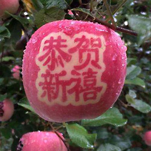 平安果圣诞节礼物新鲜苹果水果带字艺术贴字红富士苹果礼盒包邮