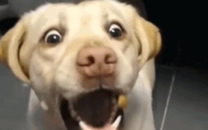 不是说好不许成精的么. . ∑(o_o;)网络上让人笑出声的沙雕图#第2期