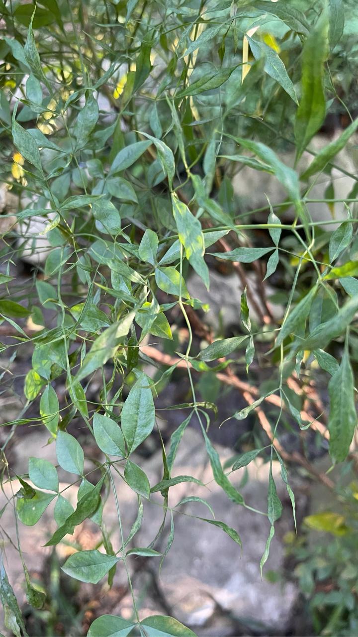 这是"化狗儿"的叶子吗,以前在老家很多,现在都不怎么认识,你们泡开水