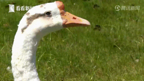 622_350gif 动态图 动图